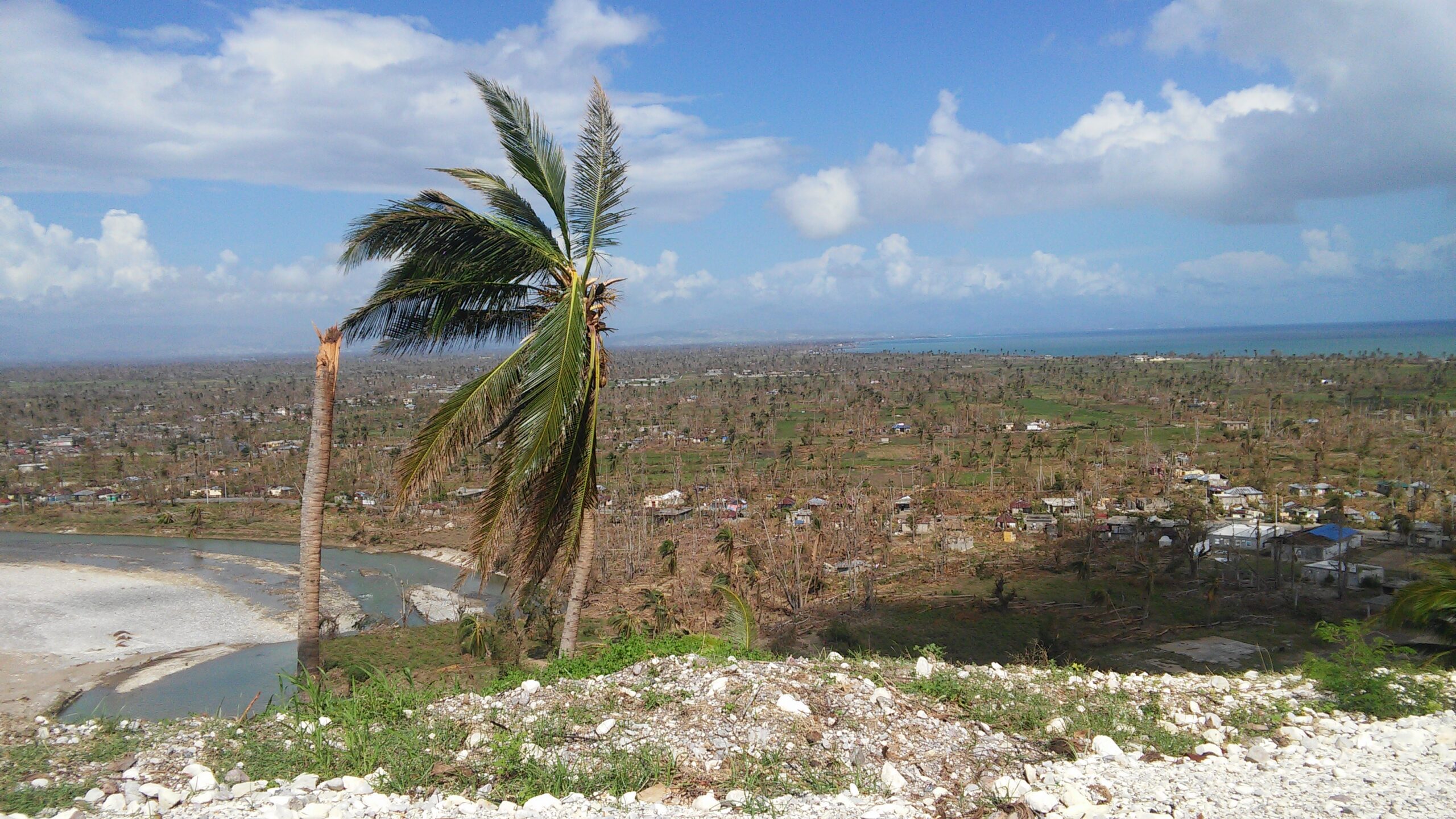 Two palm trees, one damaged by natural disaster