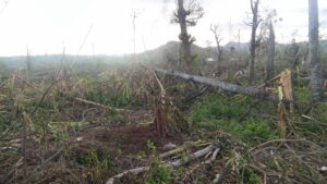 Wooded area with trees damaged by hurricane