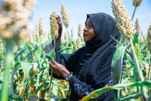 21 Oct 2024. Wasat Al Gedaref locality, Gedaref, Sudan. Amal Hussein, a farmer from Gedaref, gently inspects her sorghum crop, filled with hope and pride as she looks forward to a successful harvest.